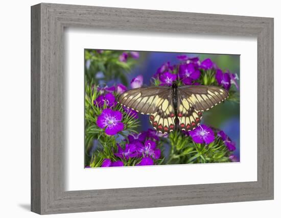 Butterfly Eurytides Corethus in the Papilionidae Family-Darrell Gulin-Framed Photographic Print