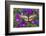 Butterfly Eurytides Corethus in the Papilionidae Family-Darrell Gulin-Framed Photographic Print