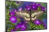 Butterfly Eurytides Corethus in the Papilionidae Family-Darrell Gulin-Mounted Photographic Print