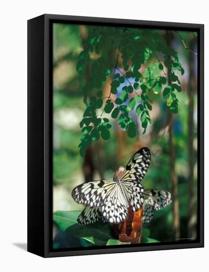 Butterfly Farm on St. Martin, Caribbean-Robin Hill-Framed Premier Image Canvas