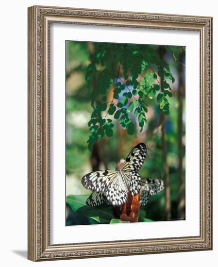 Butterfly Farm on St. Martin, Caribbean-Robin Hill-Framed Photographic Print