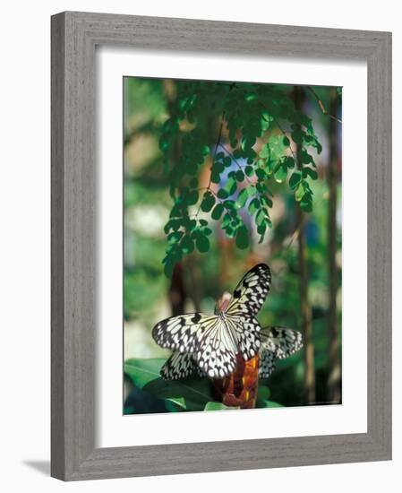 Butterfly Farm on St. Martin, Caribbean-Robin Hill-Framed Photographic Print