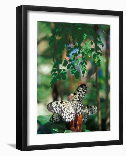 Butterfly Farm on St. Martin, Caribbean-Robin Hill-Framed Photographic Print