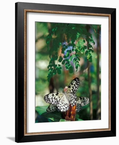 Butterfly Farm on St. Martin, Caribbean-Robin Hill-Framed Photographic Print