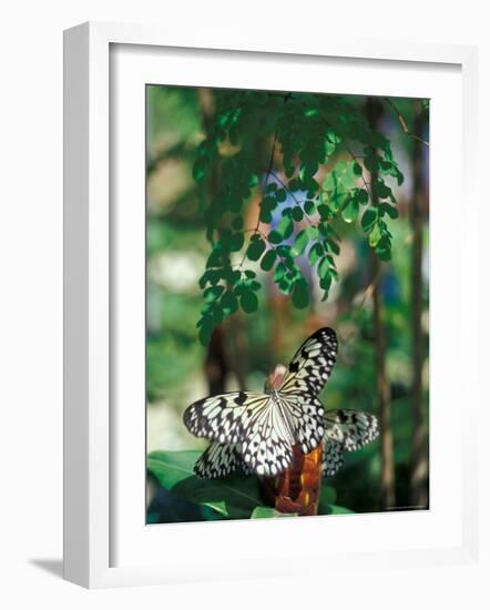 Butterfly Farm on St. Martin, Caribbean-Robin Hill-Framed Photographic Print