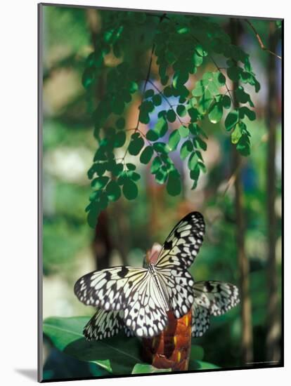 Butterfly Farm on St. Martin, Caribbean-Robin Hill-Mounted Photographic Print