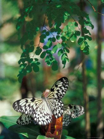 'Butterfly Farm on St. Martin, Caribbean' Photographic Print - Robin