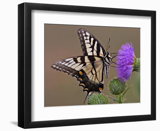 Butterfly feeding on Thistle-George Oze-Framed Photographic Print