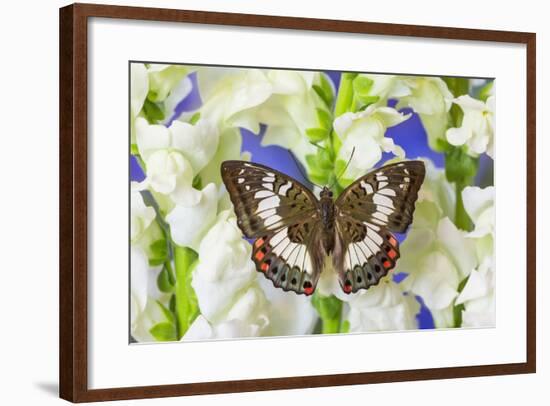 Butterfly, Female, Euthalia Adonia Adonia in the Nymphalidae Family-Darrell Gulin-Framed Photographic Print