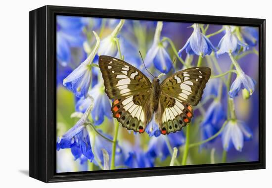 Butterfly Female Euthalia Adonia in the Nymphalidae Family-Darrell Gulin-Framed Premier Image Canvas