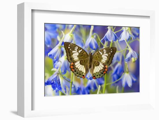 Butterfly Female Euthalia Adonia in the Nymphalidae Family-Darrell Gulin-Framed Photographic Print