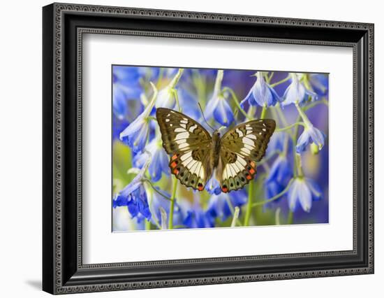 Butterfly Female Euthalia Adonia in the Nymphalidae Family-Darrell Gulin-Framed Photographic Print