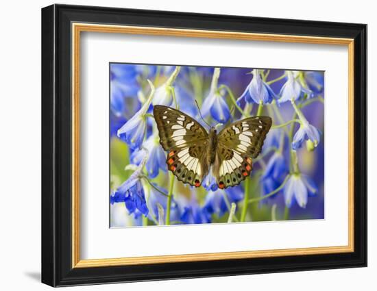 Butterfly Female Euthalia Adonia in the Nymphalidae Family-Darrell Gulin-Framed Photographic Print