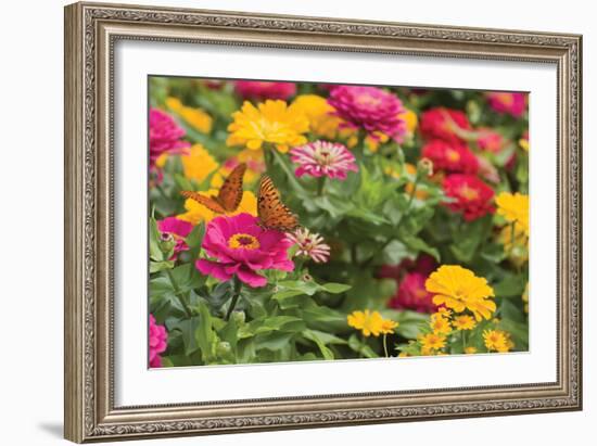 Butterfly Field II-Karyn Millet-Framed Photographic Print