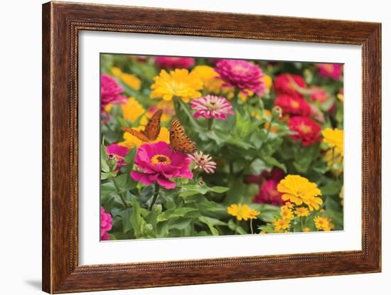 Butterfly Field II-Karyn Millet-Framed Photographic Print