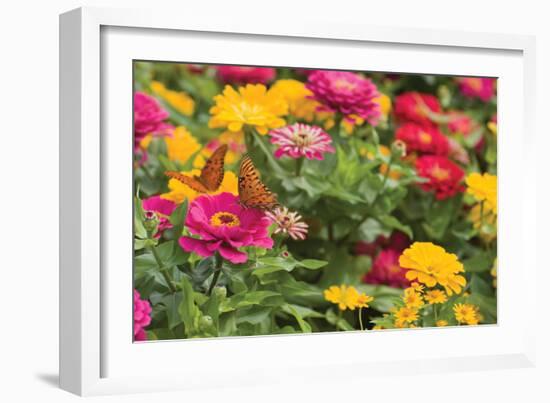 Butterfly Field II-Karyn Millet-Framed Photographic Print