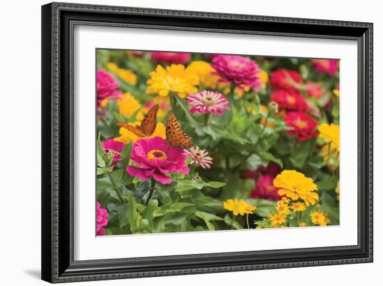 Butterfly Field II-Karyn Millet-Framed Photographic Print