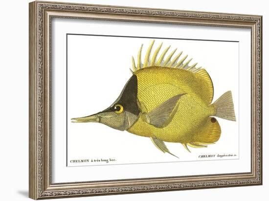 Butterfly Fish, 1849-null-Framed Giclee Print