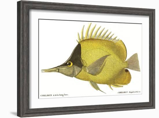 Butterfly Fish, 1849-null-Framed Giclee Print