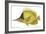 Butterfly Fish, 1849-null-Framed Giclee Print