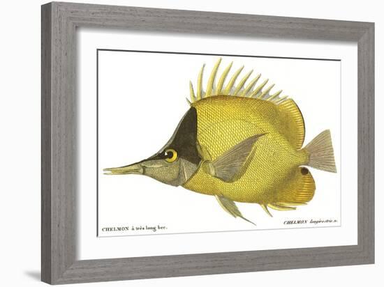 Butterfly Fish, 1849-null-Framed Giclee Print