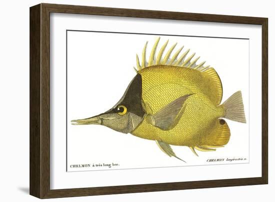 Butterfly Fish, 1849-null-Framed Giclee Print