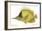 Butterfly Fish, 1849-null-Framed Giclee Print