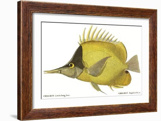 Butterfly Fish, 1849-null-Framed Giclee Print