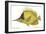 Butterfly Fish, 1849-null-Framed Giclee Print