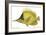 Butterfly Fish, 1849-null-Framed Giclee Print