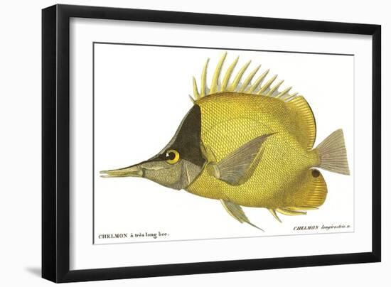 Butterfly Fish, 1849-null-Framed Giclee Print