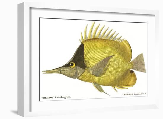 Butterfly Fish, 1849-null-Framed Giclee Print
