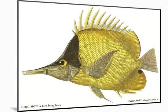 Butterfly Fish, 1849-null-Mounted Giclee Print