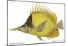 Butterfly Fish, 1849-null-Mounted Giclee Print