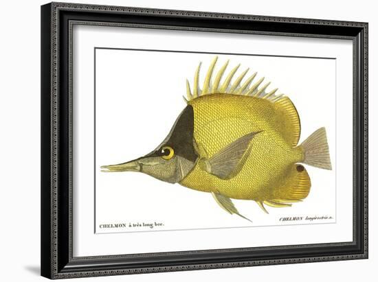 Butterfly Fish, 1849-null-Framed Giclee Print