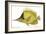 Butterfly Fish, 1849-null-Framed Giclee Print