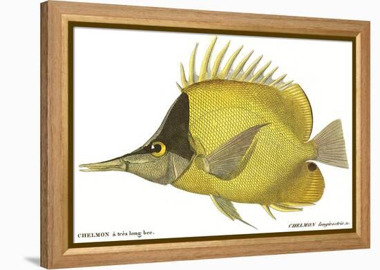 Butterfly Fish, 1849-null-Framed Premier Image Canvas