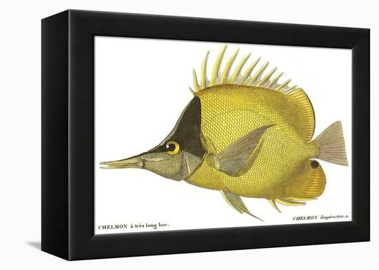 Butterfly Fish, 1849-null-Framed Premier Image Canvas