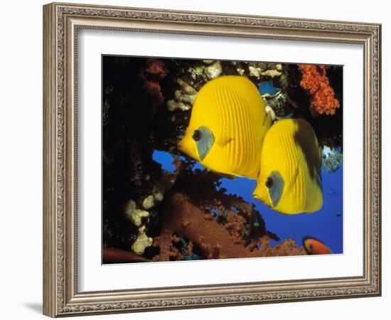 Butterfly Fish-Georgette Douwma-Framed Photographic Print