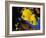 Butterfly Fish-Georgette Douwma-Framed Photographic Print