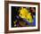 Butterfly Fish-Georgette Douwma-Framed Photographic Print