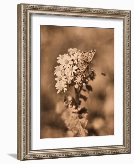 Butterfly Flowers-Julie Fain-Framed Art Print