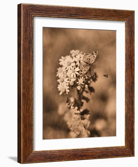 Butterfly Flowers-Julie Fain-Framed Art Print