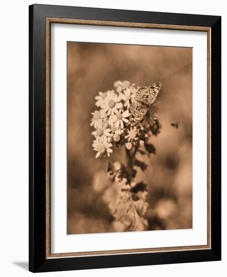 Butterfly Flowers-Julie Fain-Framed Art Print