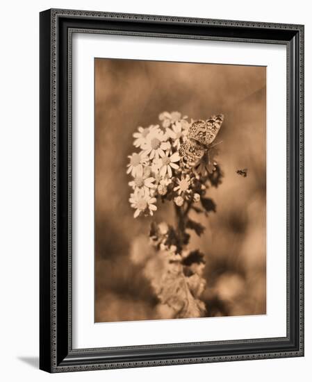 Butterfly Flowers-Julie Fain-Framed Art Print