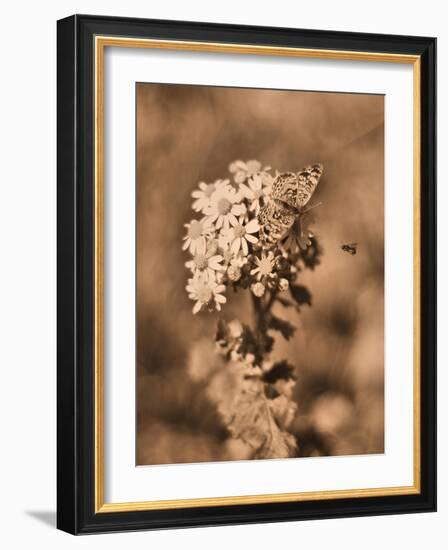 Butterfly Flowers-Julie Fain-Framed Art Print