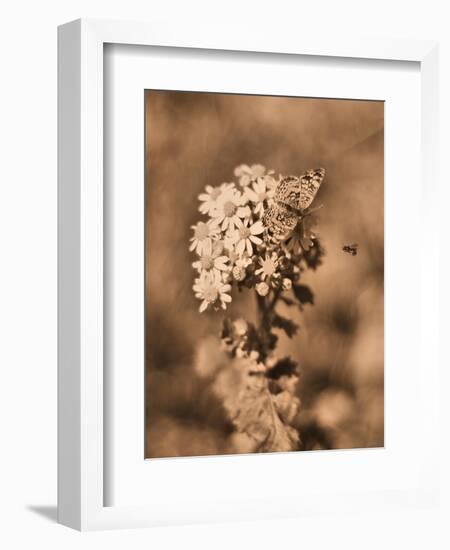 Butterfly Flowers-Julie Fain-Framed Art Print