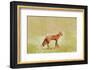 Butterfly Fox-Claire Westwood-Framed Art Print