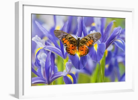 Butterfly Graphium Rydleyanus-Darrell Gulin-Framed Photographic Print