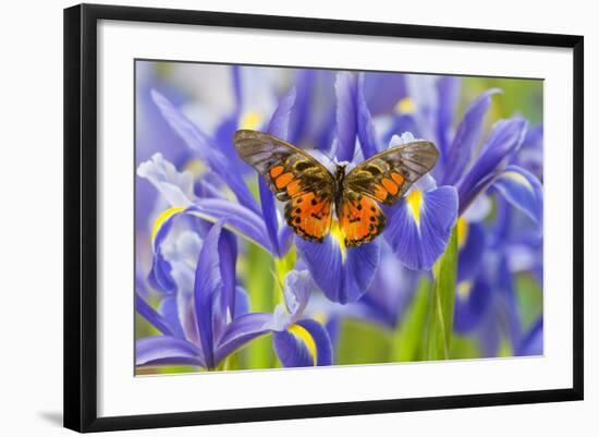 Butterfly Graphium Rydleyanus-Darrell Gulin-Framed Photographic Print